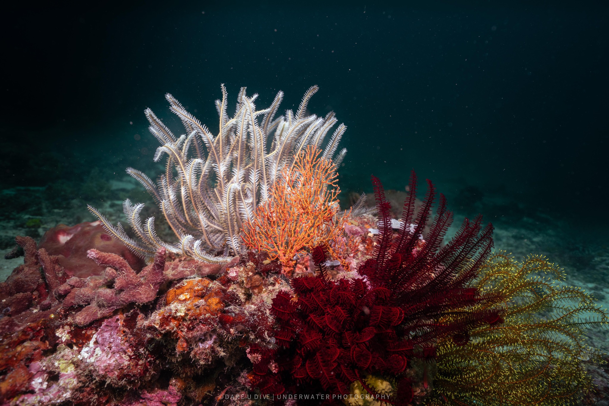 Toàn Cảnh Đại Dương