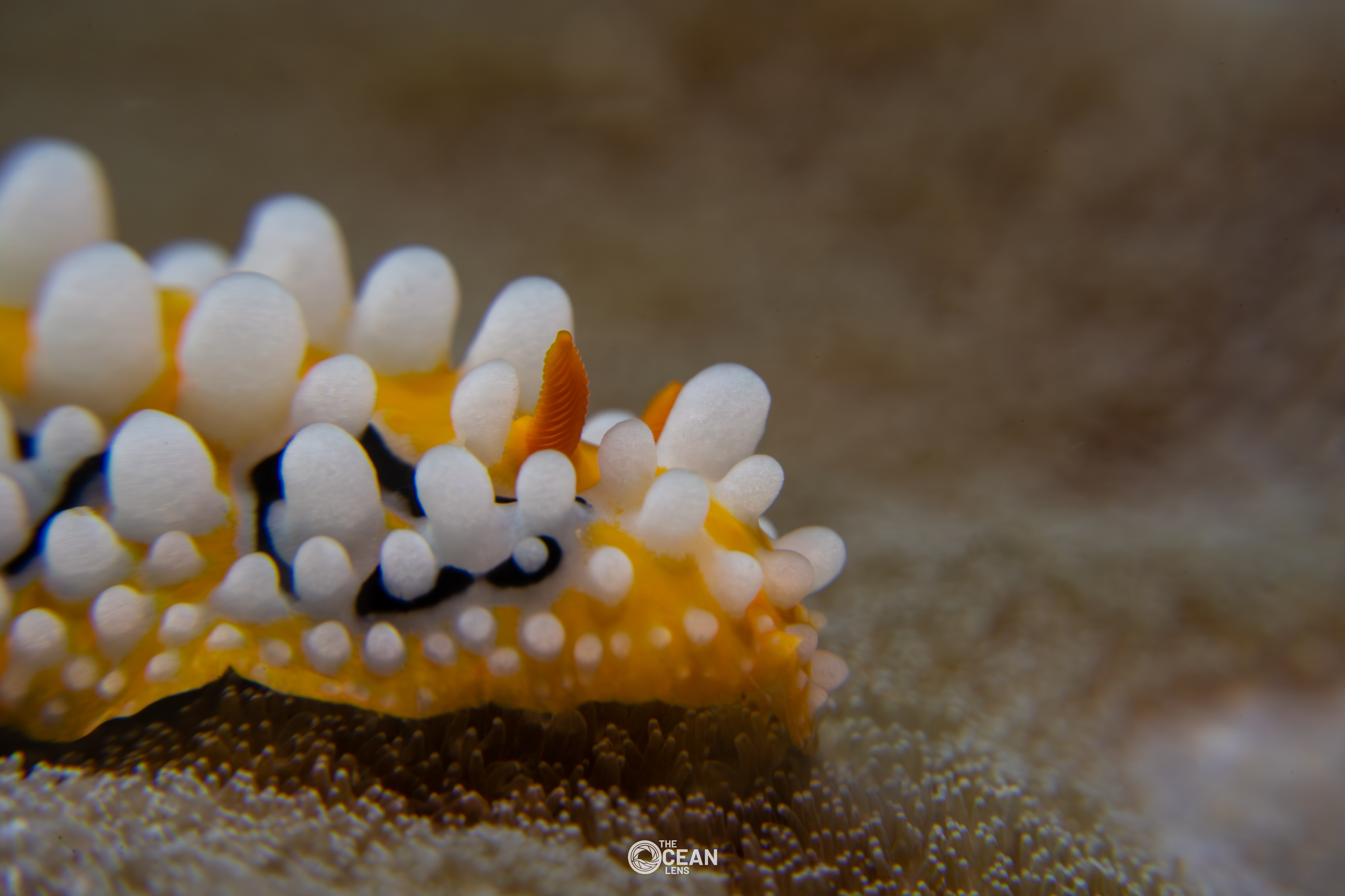 Nudibranch Cận Cảnh